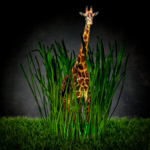 In the Tall Grass