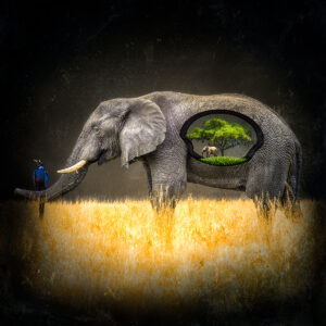 Inside Elephant