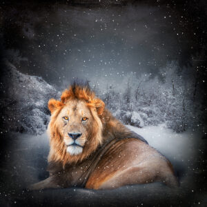 king of winter