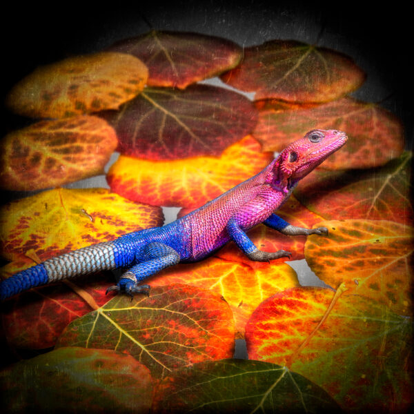 Leaf Agama