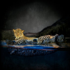 Leopard Lake