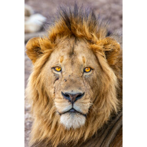 Lion Stare