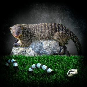 Mongoose and the Grass Snake