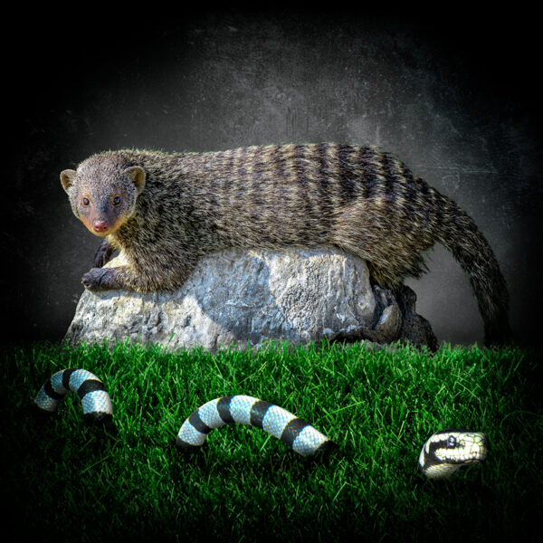 Mongoose and the Grass Snake