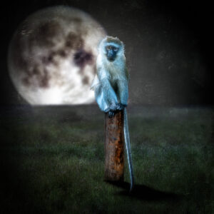 Monkey Post
