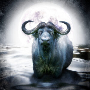 Moonlit Buffalo