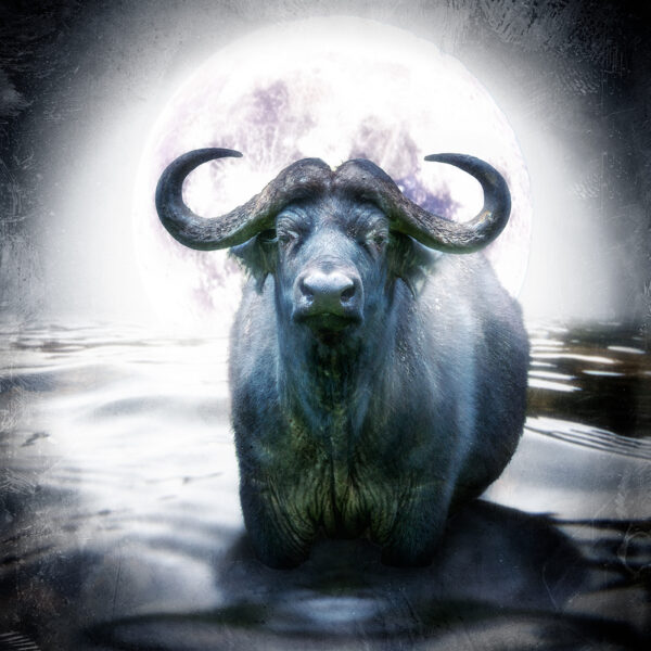 Moonlit Buffalo