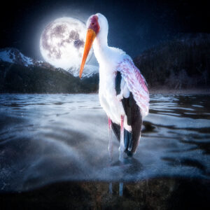 Moonlit Lake
