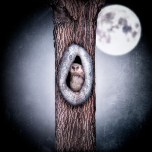 Night Owl
