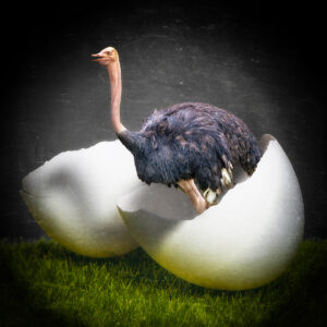 Ostrich Hatch