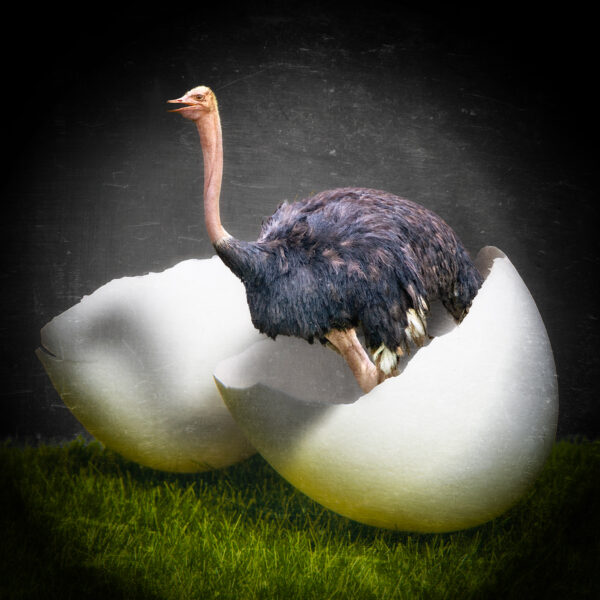 Ostrich Hatch