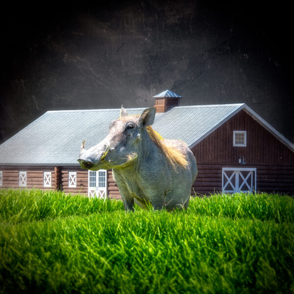 Pig Farm
