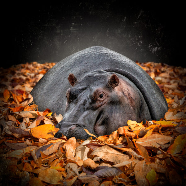 River of Leaves