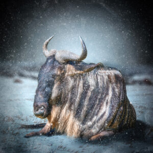Storming the Wildebeast