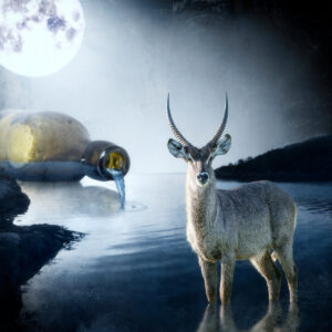 Water for the Waterbuck