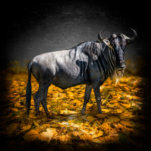 Wildebeest Fall
