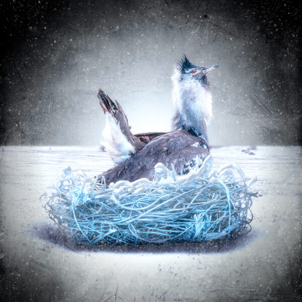 Winter Nest