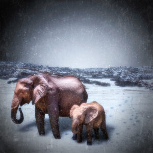 Winter Walk